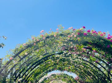 横浜イングリッシュガーデンに投稿された画像（2023/5/5）