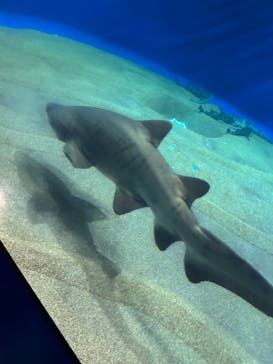 アクアワールド茨城県大洗水族館に投稿された画像（2023/5/5）