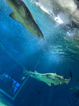 アクアワールド茨城県大洗水族館に投稿された画像（2023/5/5）