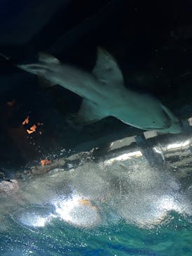 アクアワールド茨城県大洗水族館に投稿された画像（2023/5/5）
