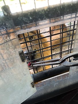 群馬サファリパークに投稿された画像（2023/5/5）