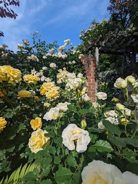 横浜イングリッシュガーデンに投稿された画像（2023/5/5）