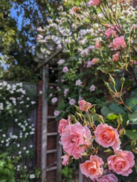 横浜イングリッシュガーデンに投稿された画像（2023/5/5）