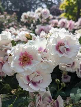 横浜イングリッシュガーデンに投稿された画像（2023/5/5）