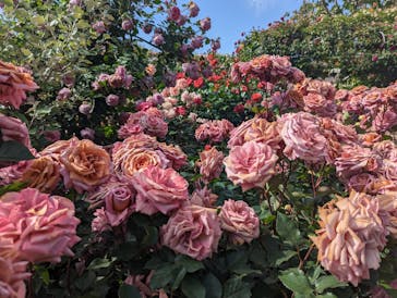 横浜イングリッシュガーデンに投稿された画像（2023/5/5）