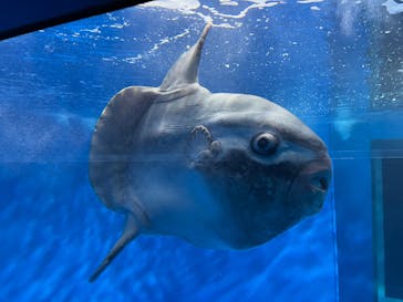 アクアワールド茨城県大洗水族館に投稿された画像（2023/5/5）