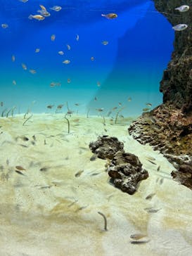 アクアワールド茨城県大洗水族館に投稿された画像（2023/5/5）