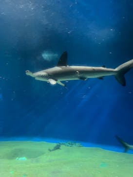 アクアワールド茨城県大洗水族館に投稿された画像（2023/5/5）