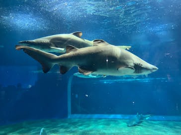 アクアワールド茨城県大洗水族館に投稿された画像（2023/5/5）