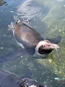 神戸どうぶつ王国に投稿された画像（2023/5/5）