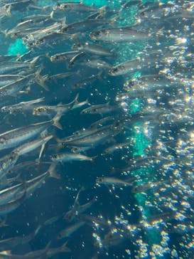 環境水族館アクアマリンふくしまに投稿された画像（2023/5/5）