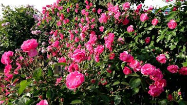 京成バラ園に投稿された画像（2023/5/5）