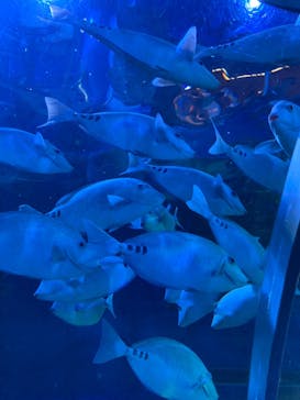 しながわ水族館に投稿された画像（2023/5/5）