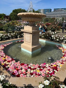 京成バラ園に投稿された画像（2023/5/5）