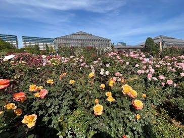 京成バラ園に投稿された画像（2023/5/5）