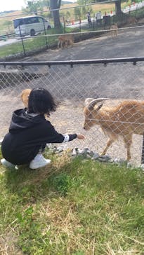 秋吉台自然動物公園 サファリランドに投稿された画像（2023/5/5）