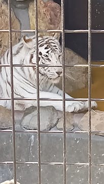 秋吉台自然動物公園 サファリランドに投稿された画像（2023/5/5）
