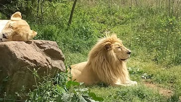 秋吉台自然動物公園 サファリランドに投稿された画像（2023/5/5）