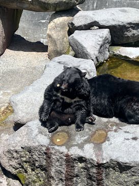 奥飛騨クマ牧場に投稿された画像（2023/5/5）