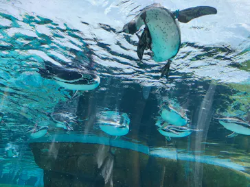 天王寺動物園に投稿された画像（2023/5/5）