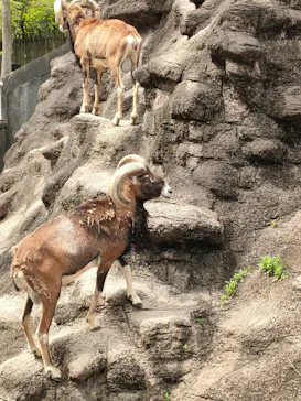 天王寺動物園に投稿された画像（2023/5/5）