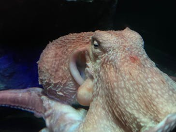 サンシャイン水族館に投稿された画像（2023/5/5）