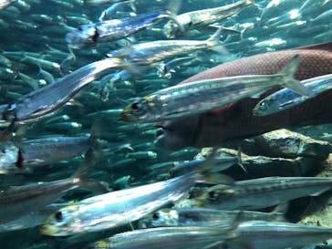 サンシャイン水族館に投稿された画像（2023/5/5）