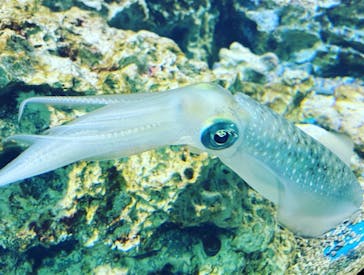 サンシャイン水族館に投稿された画像（2023/5/5）