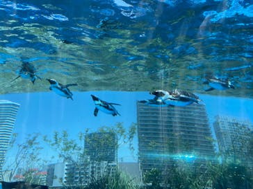 サンシャイン水族館に投稿された画像（2023/5/5）