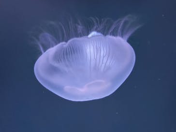 サンシャイン水族館に投稿された画像（2023/5/5）