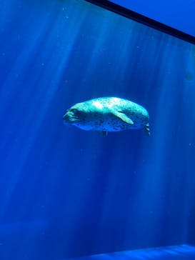 上越市立水族博物館 うみがたりに投稿された画像（2023/5/5）