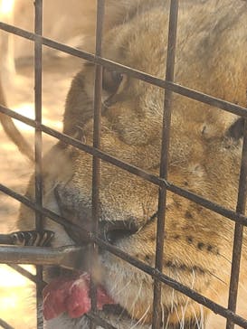 群馬サファリパークに投稿された画像（2023/5/5）