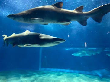 アクアワールド茨城県大洗水族館に投稿された画像（2023/5/5）
