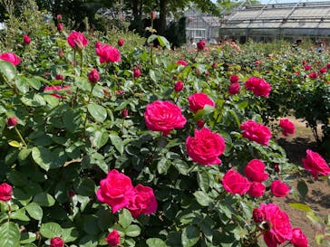 いばらきフラワーパークに投稿された画像（2023/5/5）