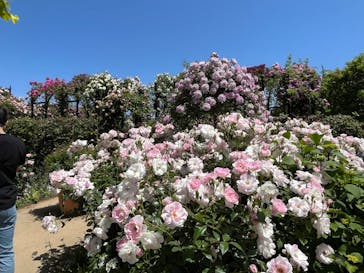 横浜イングリッシュガーデンに投稿された画像（2023/5/5）