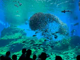 仙台うみの杜水族館に投稿された画像（2023/5/5）