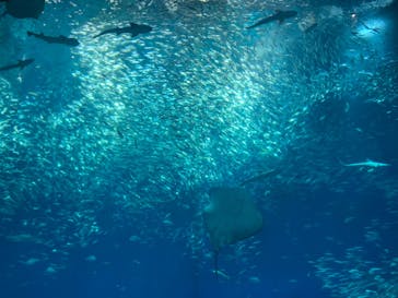 アクアワールド茨城県大洗水族館に投稿された画像（2023/5/5）