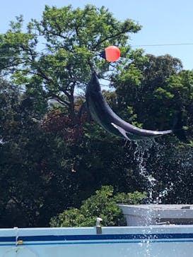 しながわ水族館に投稿された画像（2023/5/5）