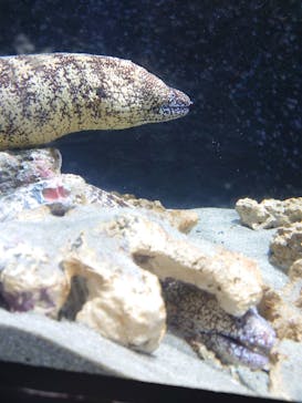 上越市立水族博物館 うみがたりに投稿された画像（2023/5/5）