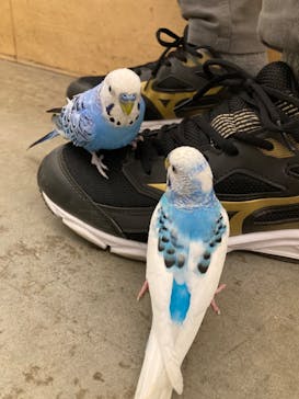 Moff アニマル カフェ イーアス 高尾店に投稿された画像（2023/5/5）