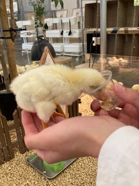 Moff アニマル カフェ イーアス 高尾店に投稿された画像（2023/5/5）