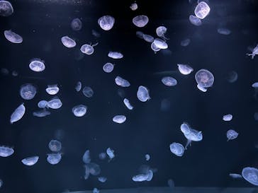 サンシャイン水族館に投稿された画像（2023/5/5）