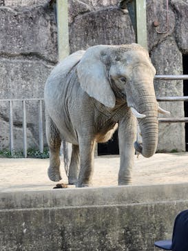 東武動物公園に投稿された画像（2023/5/5）