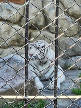 東武動物公園に投稿された画像（2023/5/5）