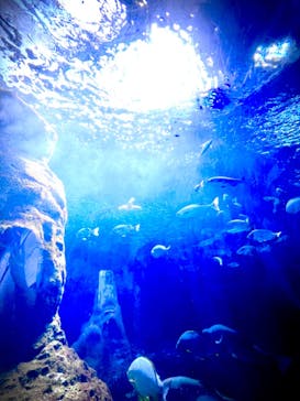 新江ノ島水族館に投稿された画像（2023/5/5）