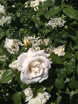 横浜イングリッシュガーデンに投稿された画像（2023/5/5）