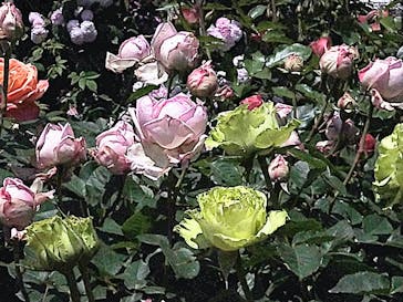 横浜イングリッシュガーデンに投稿された画像（2023/5/5）