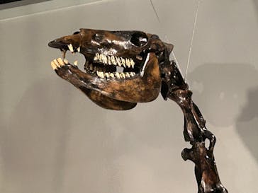 特別展「恐竜博2023」に投稿された画像（2023/5/5）