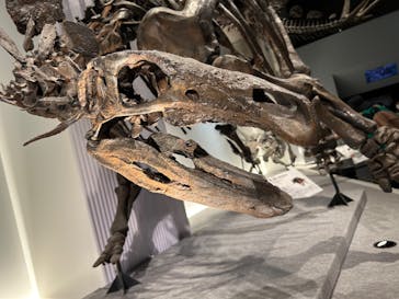 特別展「恐竜博2023」に投稿された画像（2023/5/5）