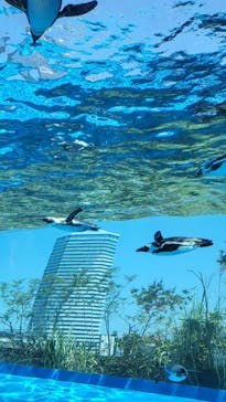 サンシャイン水族館に投稿された画像（2023/5/5）